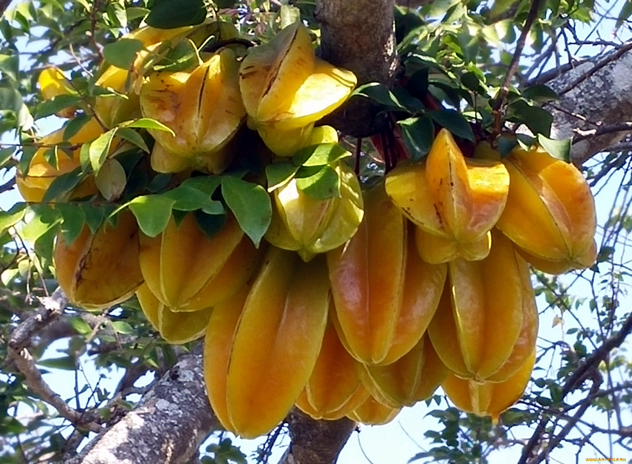 carambola, , , 